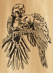018-parrots