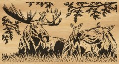 035-moose