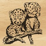 025-cheetahs