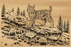 038-bobcat