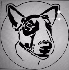 Bull terrier, tricolor