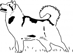 Alaskan_Malamute.png