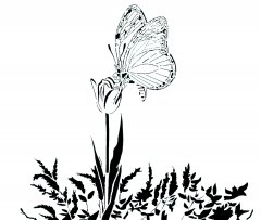 butterfly.jpg