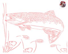trout.jpg