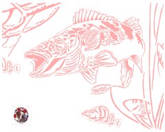 walleye.jpg