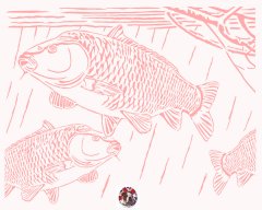 carp.jpg