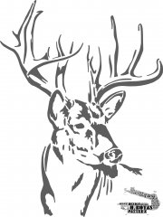 DEER path50 copy_pe.jpg
