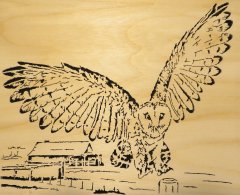 Barn Owl.jpg