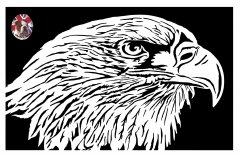 Eagle head.jpg