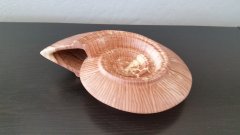 Ammonite Shell-20190811_090950.jpg