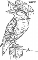 AUSTRALIAN KOOKABURRA path146 copy_pe.jpg