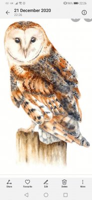 owl geoff.jpg