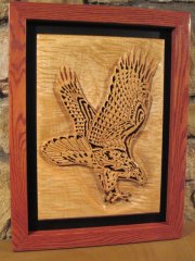 Red Tailed Hawk