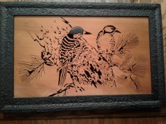 Nuthatches on Kauri Wood