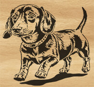 130-dachshund