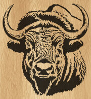 132-bison