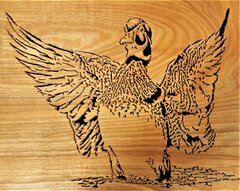 Duck landing.JPG
