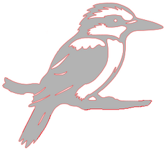 Kookaburra 1